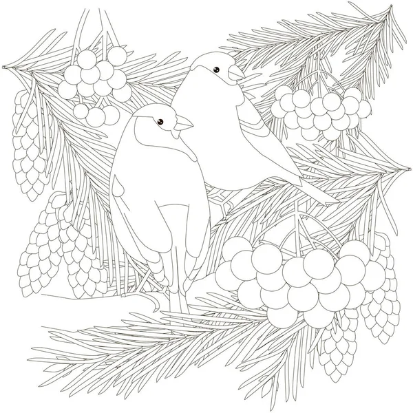 Dos pinzón sentado en ramas de abeto con conos, guelder rosa anti estrés negro y blanco vector ilustración — Vector de stock