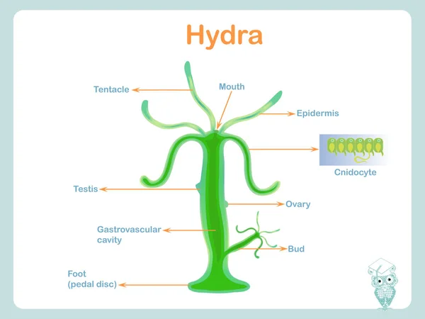 Hydra anatómiai szerkezete iskolai biológia órákra állomány vektor illusztráció — Stock Vector