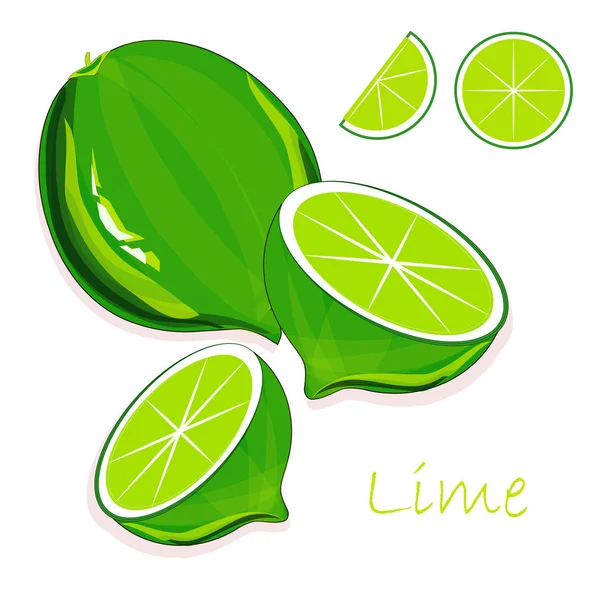 Zelené Limety Zelené Kořeny Plátky Bílém Pozadí Ruční Kreslení Malování — Stockový vektor