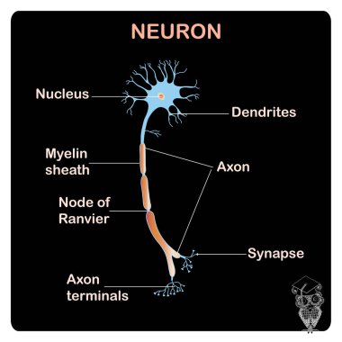 Okul eğitim hisse senedi vektör çizim için tipik anatomi nöron yapısının şeması