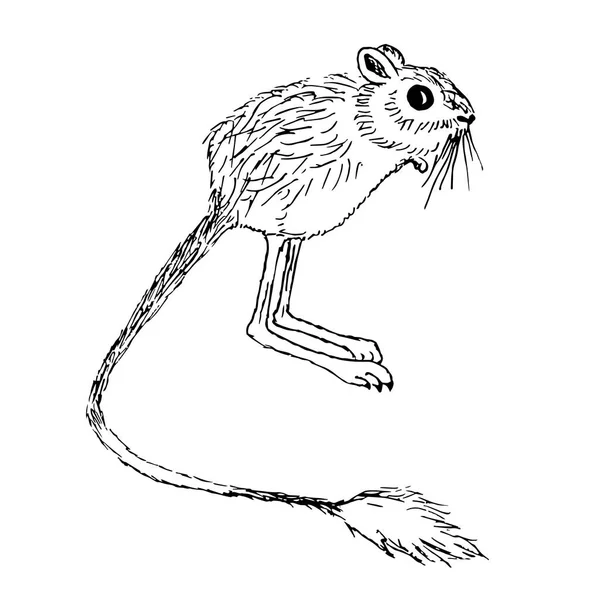 Tinta Dibujada Mano Monocromo Cinco Dedos Pigmeo Jerboa Sketch Stock — Vector de stock