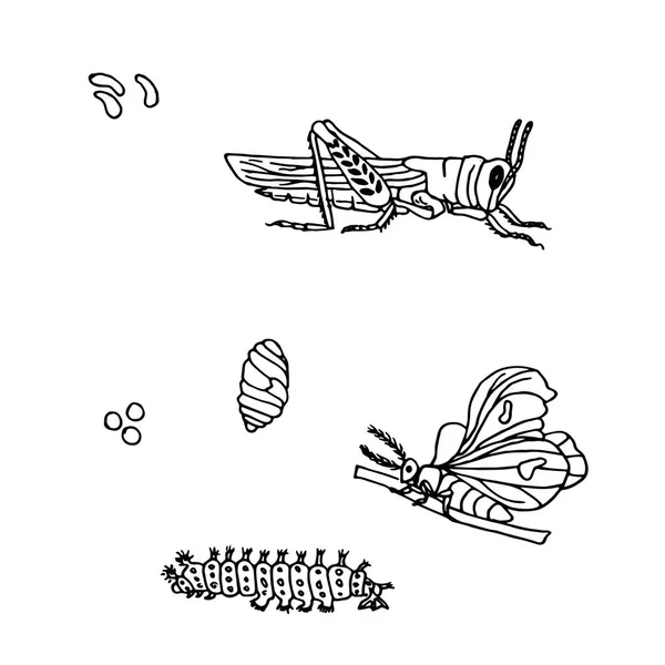 Encre Dessinée Main Papillon Monochrome Sauterelle Oeuf Larves Croquis Illustration — Image vectorielle