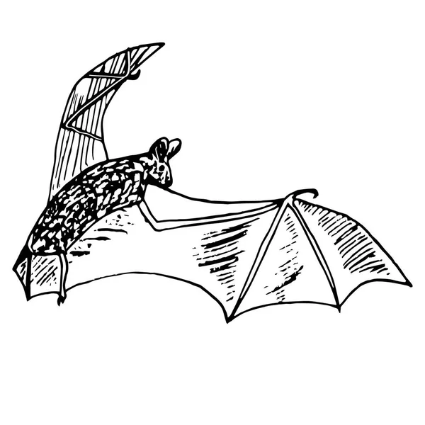 Desenho Morcego Monocromático Tinta Desenhada Mão Ilustração Vetorial Para Impressão — Vetor de Stock