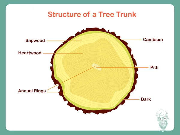 Struktur Eines Baumtranks Bunte Illustration Auf Weißem Aktienvektor Für Bildung — Stockvektor