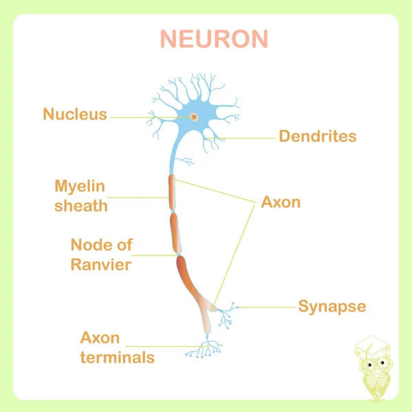 Schéma Structure Typique Des Neurones Anatomiques Pour Enseignement Scolaire Illustration — Image vectorielle