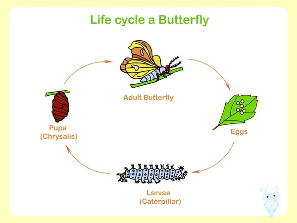 Καθεστώς Της Ζωής Κύκλο Μιας Πεταλούδας Πολυκατοικία Σχεδιασμό Εικονογράφηση Διάνυσμα — Διανυσματικό Αρχείο