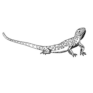 Zentangle elle çizilmiş kertenkele siyah beyaz elle çizilmiş vektör hisse senedi illüstrasyon stilize