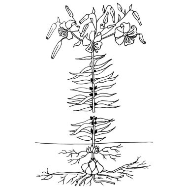 Mürekkep kroki lilyum bitki, tomurcukları, çiçekler, yapraklar, ampuller, hava ampuller hisse senedi vektör çizim için web tasarımı için yazdırma