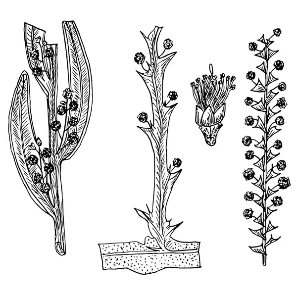 Sketch Australian Acacia Filoids Flowers Inglês Formas Monocromáticas Acácia Emoldurada — Vetor de Stock