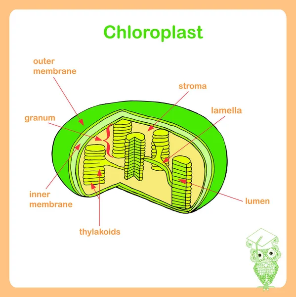 Schema Der Chloroplast Struktur Handgezeichnete Biologische Stammvektordarstellung — Stockvektor