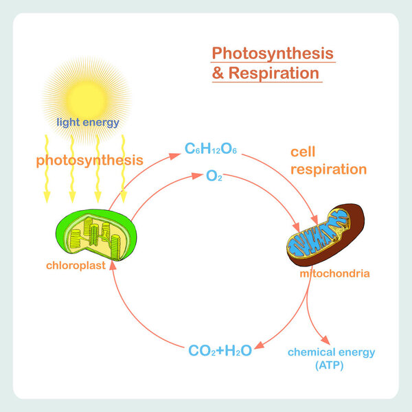 Scheme of Photosynthesis and Respiration, hand drawn biology stock vector illustration