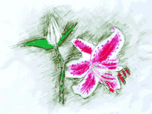 Färgad Blyertsteckning Rosa Och Vita Lilium Växt Knoppar Blommor Blad — Stock vektor