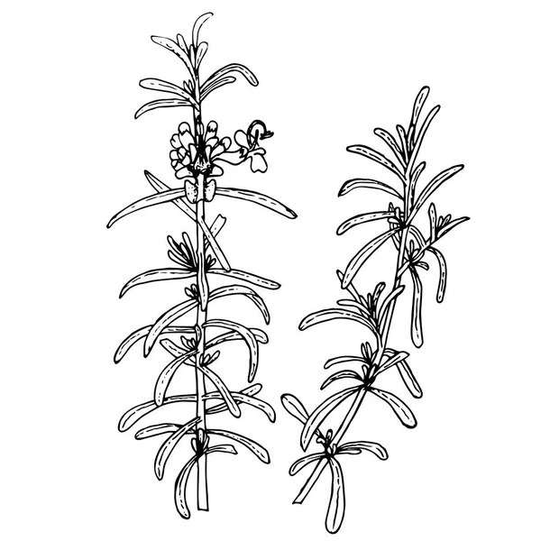 ローズマリー植物スケッチ 薬用植物のローズマリーの枝 手描き白黒インク株式ベクトル図 印刷用 Web 用の設計要素 — ストックベクタ