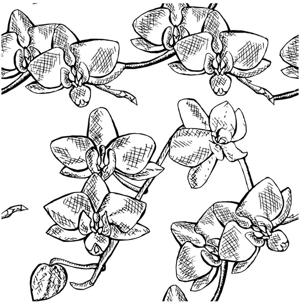 Bezszwowe Kwiaty Orchidei Naszkicować Szyk Ręcznie Rysowane Tuszem Monochromatyczne Stockowa — Wektor stockowy