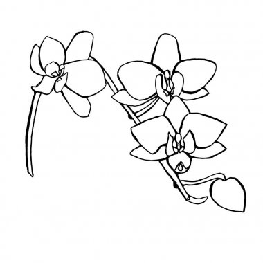 Orkide çiçek kroki. Elle çizilmiş tek renkli mürekkep hisse senedi vektör çizim, tasarım öğesi web, baskı için 