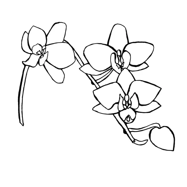 Schizzo Dei Fiori Del Orchid Illustrazione Vettoriale Inchiostro Monocromatico Disegnato — Vettoriale Stock