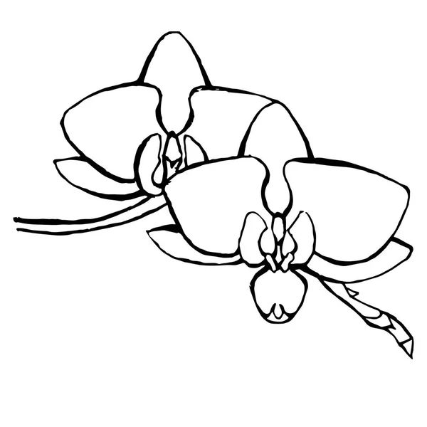 Croquis Fleurs Orchidée Illustration Vectorielle Stock Encre Monochrome Dessinée Main — Image vectorielle