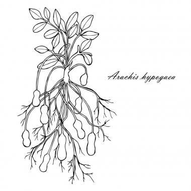 Mürekkep kroki ile fıstık yapraklar, fındık ve kökleri. Tek renkli tasarım öğesi Web, baskı hisse senedi vektör çizim için