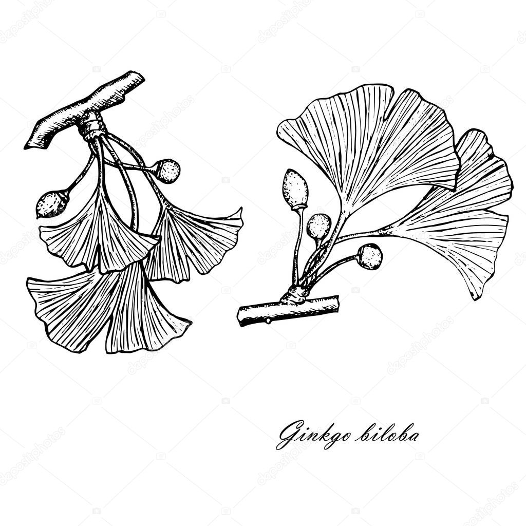 Monochrome line style ink sketch of ginkgo. Ginkgo biloba, natural hand drawn stock vector illustration for web, for print
