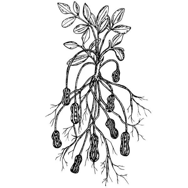 有叶子 坚果和根的花生的墨水素描 用于网页的单色设计元素 用于打印股票矢量插图 — 图库矢量图片