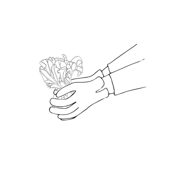 Les Mains Dans Les Gants Jardin Plantent Une Salade Icône — Image vectorielle