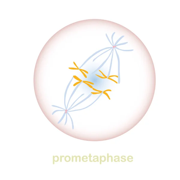 Prometaphase Teil Des Mitose Zellzyklusschemas Objekt Isoliert Für Bildung Für — Stockvektor