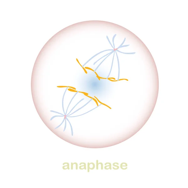 Anaphase Part Mitosis Cell Cycle Scheme Object Isolated Education Medical — 스톡 벡터