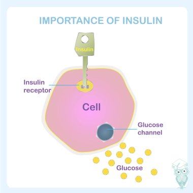  İnsülin hormonu. İnsülin nasıl işliyor? Eğitim için illüstrasyon, tıbbi bayrak İnsülin 'in önemi, web için, baskı için
