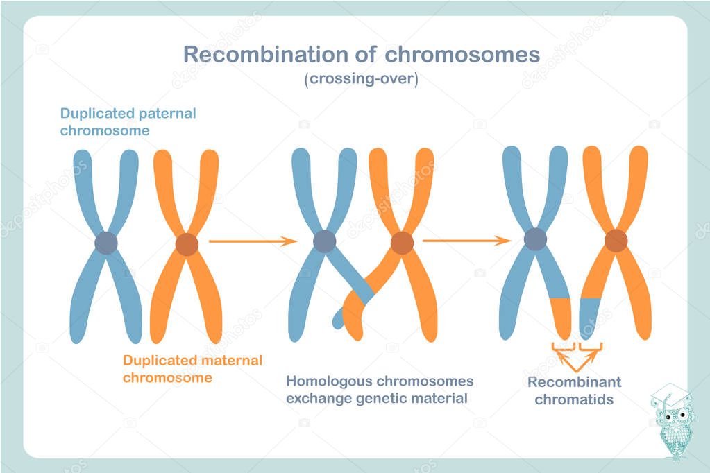 Recombinated chromosomes sheme in blue and orange colour. Crossing-over is the process that can give rise to genetic recombination. Design element stock vector illustration for educattion, biological lessons in college