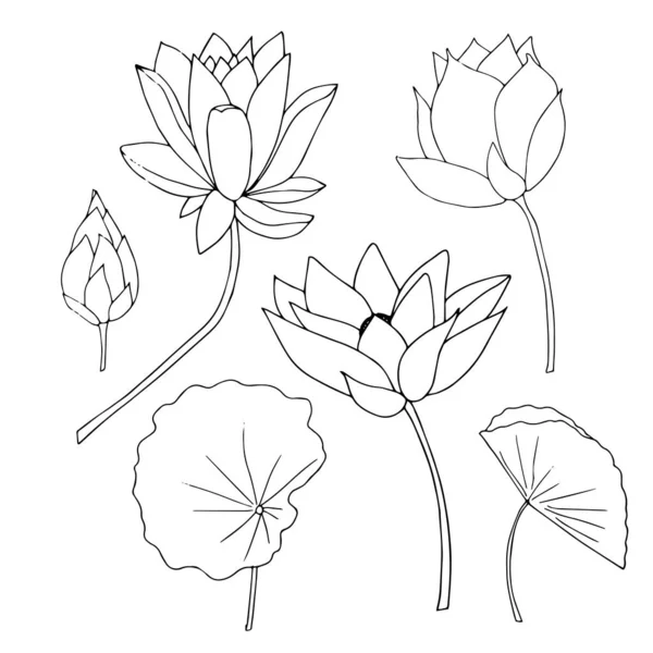 Lotus Bloem Knop Bladeren Plant Set Art Monochroom Design Element — Stockvector