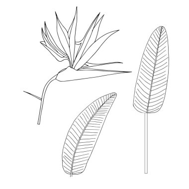 Strelitzia çiçeği, yapraklar hazır. Sanat tasarımı ögesi el çizimi mürekkep monokrom çizimi web için stok vektör çizimi, yazdırma