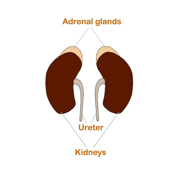 Kidneys Adrenal Gland Urinary Tract Scheme Art Design Stock Vector — Stock Vector