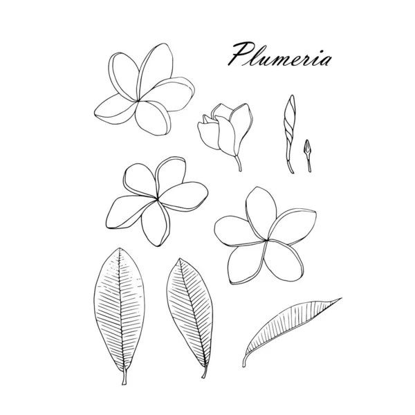 Plumeria Flor Monocromática Folhas Definidas Elemento Design Arte Objeto Isolado — Vetor de Stock