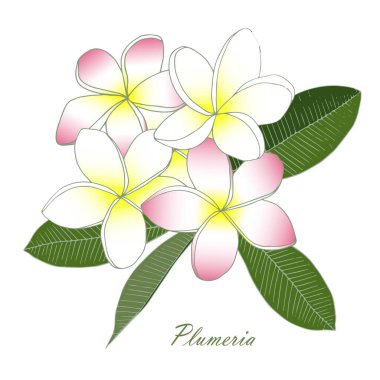 Plumeria beyaz, pembe, sarı çiçek, yeşil yapraklar. Sanat tasarımı ögesi izole edilmiş el çizimi web için, yazdırma için stok vektör çizimi