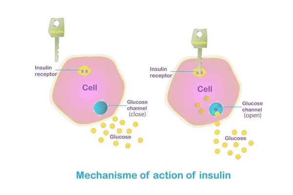 Verkningsmekanism För Insulin Hur Verkar Insulin Illustration För Utbildning Medicinsk — Stock vektor