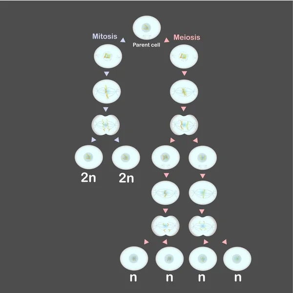 Mitoza Mejoza Schemat Projektowy Element Inwentarz Wektor Ilustracja Dla Edukacja — Wektor stockowy