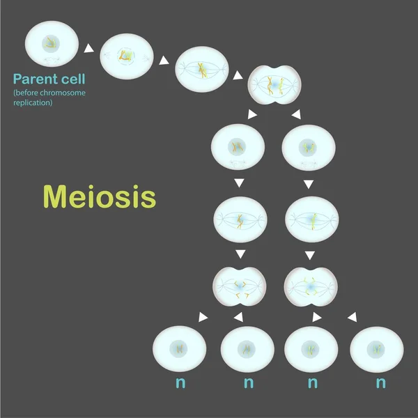 Meiosis Schéma Design Element Stock Vektorové Ilustrace Pro Vzdělávání Pro — Stockový vektor