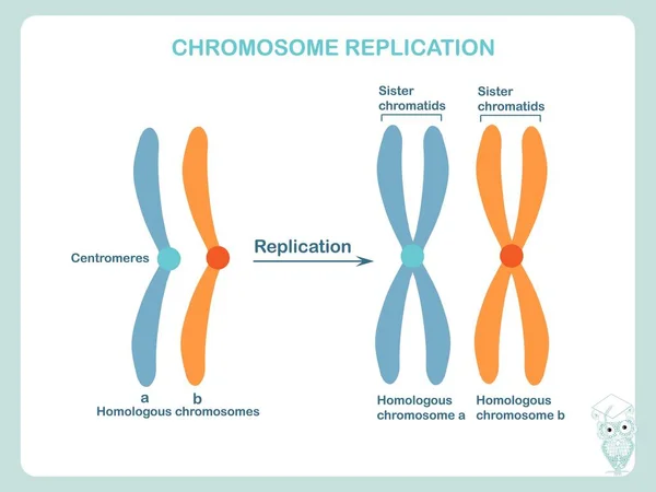 Schéma Réplication Des Chromosomes Bleu Orange Élément Conception Illustration Vectorielle — Image vectorielle