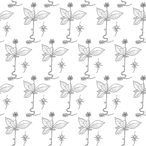 Chickweed Wintergreen Zökkenőmentes Monokróm Minta Art Design Elem Tinta Kézzel — Stock Vector