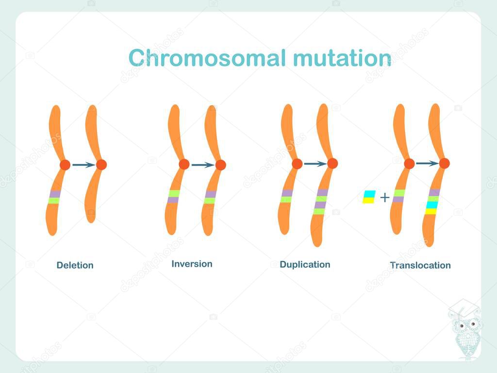 Chromosomes mutation banner. Design element stock vector illustration for education, biological lessons in college