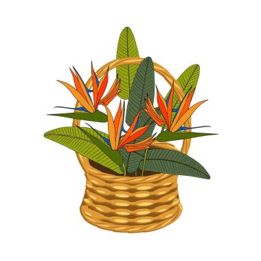 Strelitzia buketi sepette, sarmaşıklı. Çiçek sanat tasarımı ögeleri nesne izole edilmiş web için vektör illüstrasyonu, yazdırma
