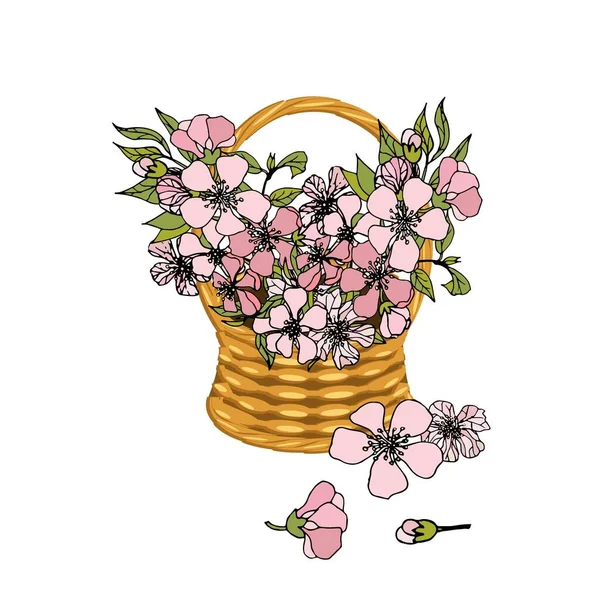 Sakura Flores Mimbre Cesta Con Una Vid Bouqet Rosa Flores — Archivo Imágenes Vectoriales