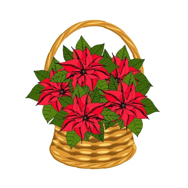 Puansetia Bouquet Basket Wicker Vine Red Flowers Art Design Elements — Stock Vector