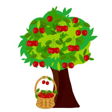 Vişne sepeti içinde, vişne ağacının altında, sarmaşıkla. Meyve sanatı tasarım ögeleri nesne izole edilmiş web için stok vektör ilüstrasyonu, yazdırma