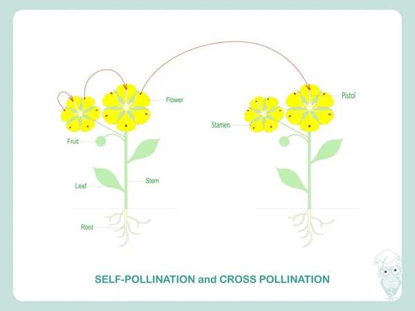 Selbstbestäubung Und Gegenbestäubung Bestäubung Blühender Pflanzen Für Den Biologischen Botanikunterricht — Stockvektor