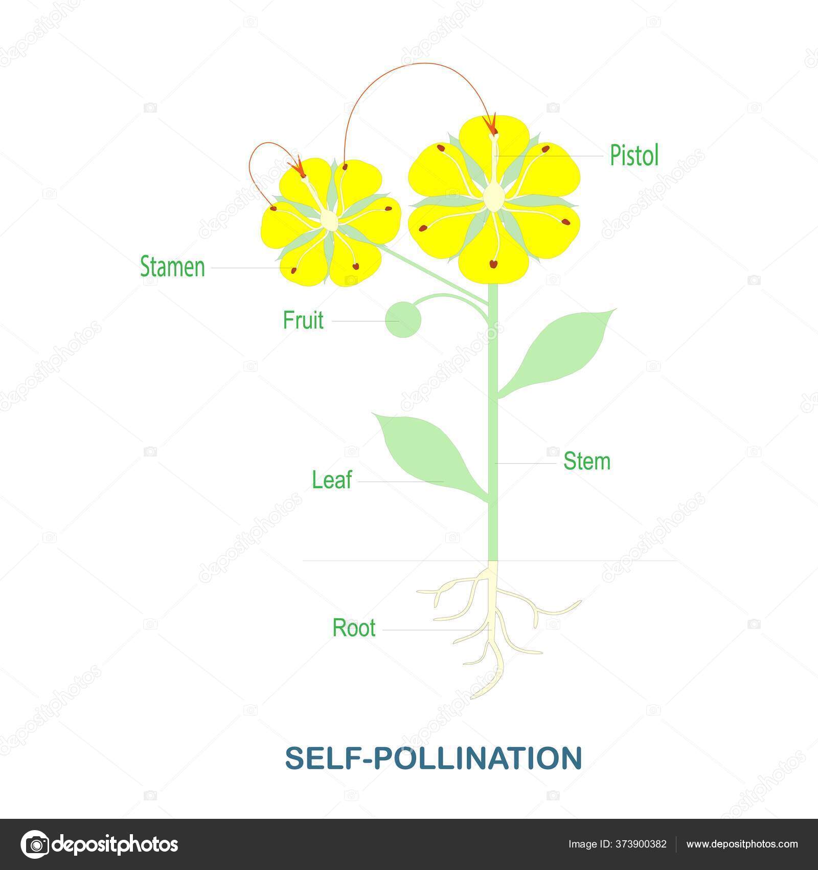 Self Pollination Pollination Flowering Plants Scheme Biology Botany ...