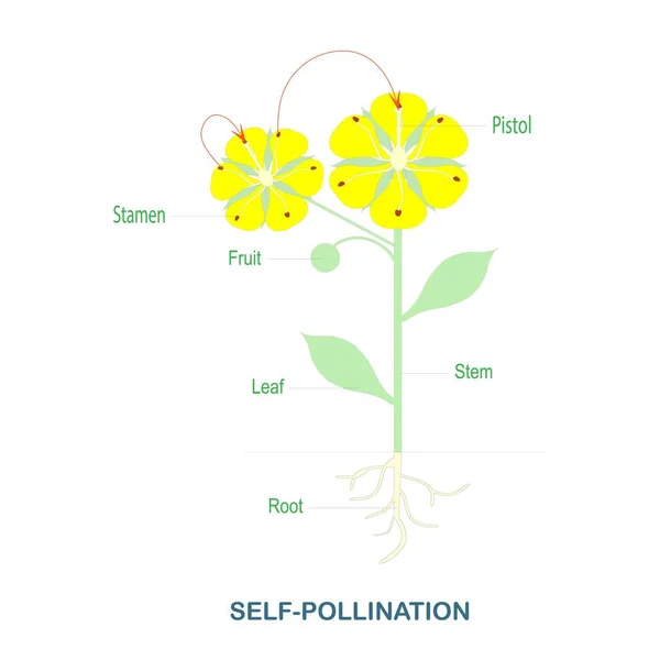 Self Pollination Pollination Flowering Plants Scheme Biology Botany Lessons School — Stock Vector