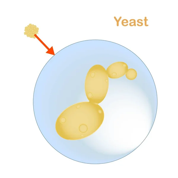 酵母细胞宏观说明 库存病媒说明食品成分 用于生物教育 啤酒工业 面包包装设计 — 图库矢量图片