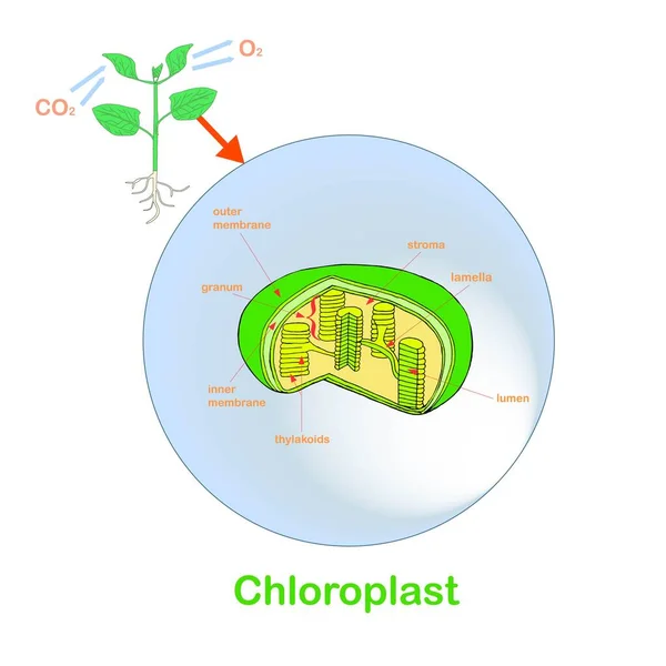 Esquema Estrutura Cloroplasto Ilustração Desenhada Mão Vetor Estoque Biologia — Vetor de Stock