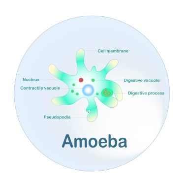Okul eğitimi için Amoeba şeması stok vektör çizimi